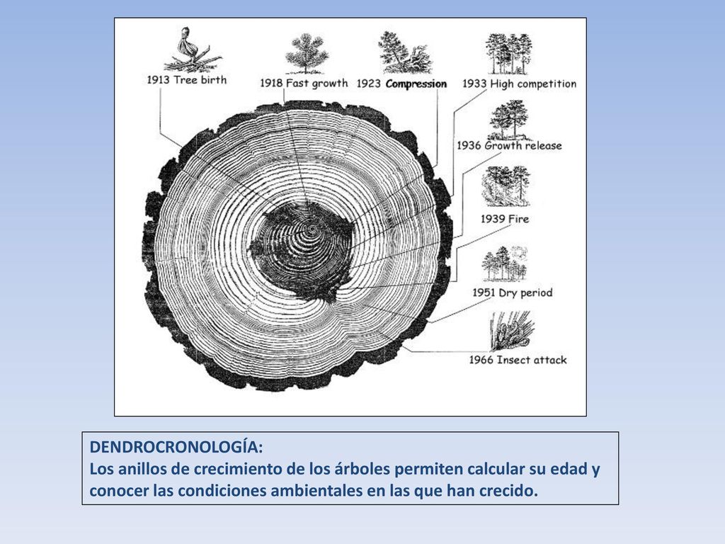 DENDROCRONOLOGÍA: Los anillos de crecimiento de los árboles permiten calcular su edad y.