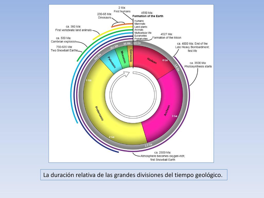 La duración relativa de las grandes divisiones del tiempo geológico.