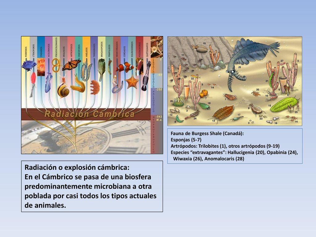 Radiación o explosión cámbrica: En el Cámbrico se pasa de una biosfera