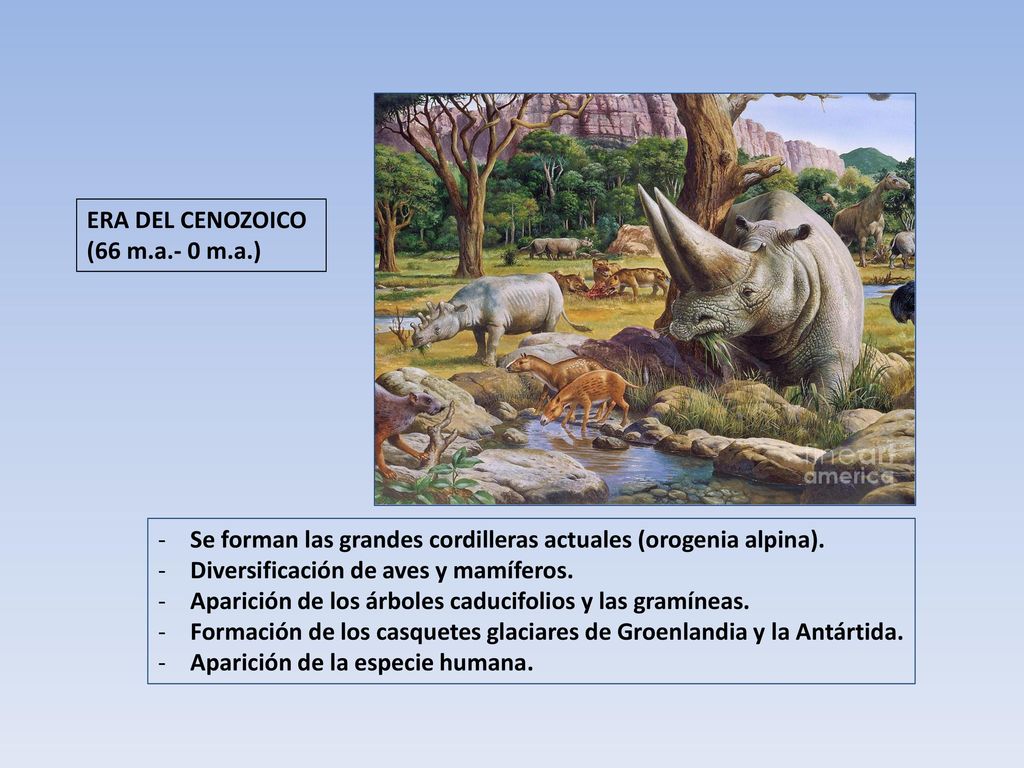 ERA DEL CENOZOICO (66 m.a.- 0 m.a.) Se forman las grandes cordilleras actuales (orogenia alpina). Diversificación de aves y mamíferos.