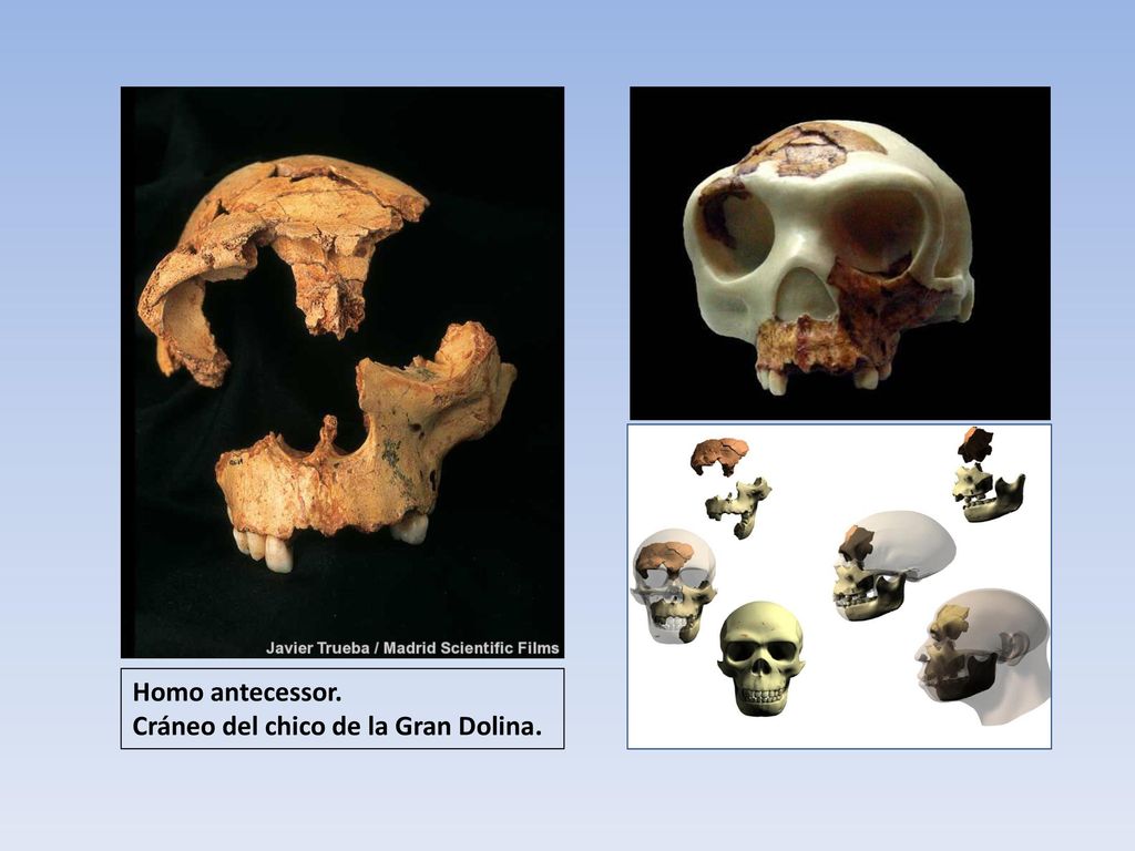 Homo antecessor. Cráneo del chico de la Gran Dolina.