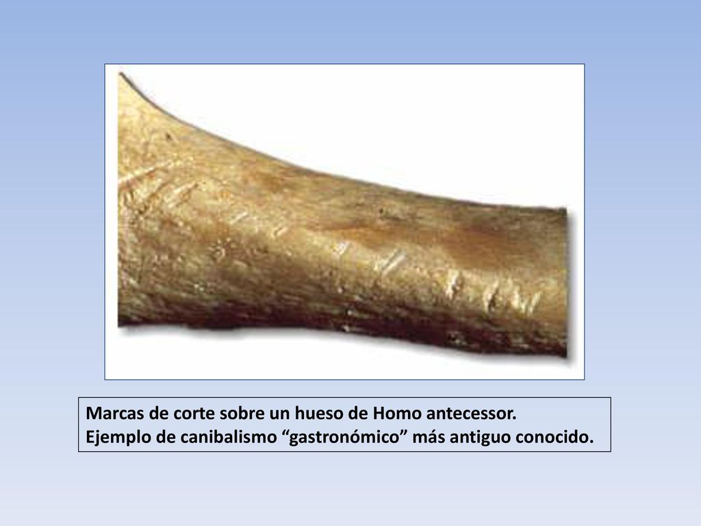 Marcas de corte sobre un hueso de Homo antecessor.