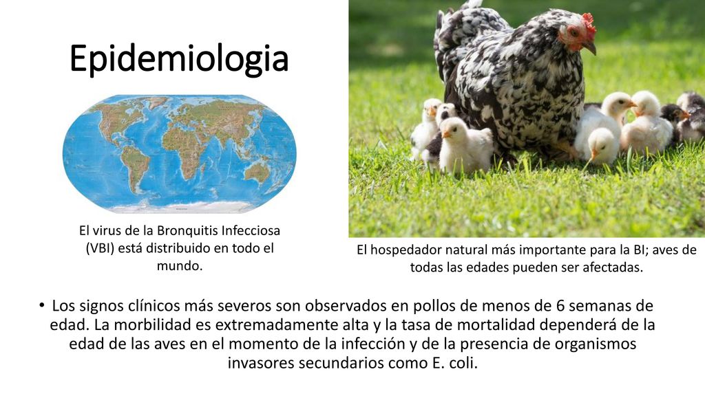 Epidemiologia El virus de la Bronquitis Infecciosa (VBI) está distribuido en todo el mundo.