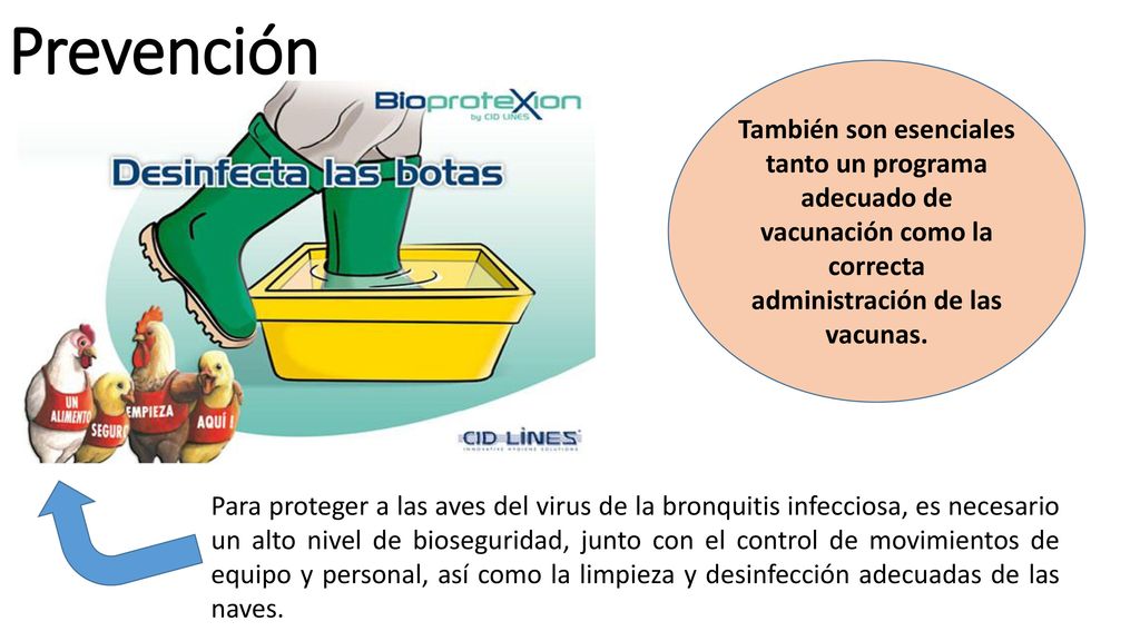Prevención También son esenciales tanto un programa adecuado de vacunación como la correcta administración de las vacunas.