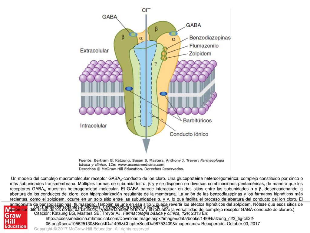 Un modelo del complejo macromolecular receptor GABAA-conducto de ion cloro. Una glucoproteína heterooligomérica, complejo constituido por cinco o más subunidades transmembrana. Múltiples formas de subunidades α, β y γ se disponen en diversas combinaciones pentaméricas, de manera que los receptores GABAA muestran heterogeneidad molecular. El GABA parece interactuar en dos sitios entre las subunidades α y β, desencadenando la abertura de los conductos del cloro, con hiperpolarización resultante de la membrana. La unión de las benzodiazepinas y los fármacos hipnóticos más recientes, como el zolpidem, ocurre en un solo sitio entre las subunidades α, y γ, lo que facilita el proceso de abertura del conducto del ion cloro. El antagonista de benzodiazepinas, flumazenilo, también se une en ese sitio y puede revertir los efectos hipnóticos del zolpidem. Nótese que esos sitios de unión son diferentes de los de los barbitúricos. (Véase también el texto y el recuadro la versatilidad del complejo receptor GABA-conducto de cloruro.)