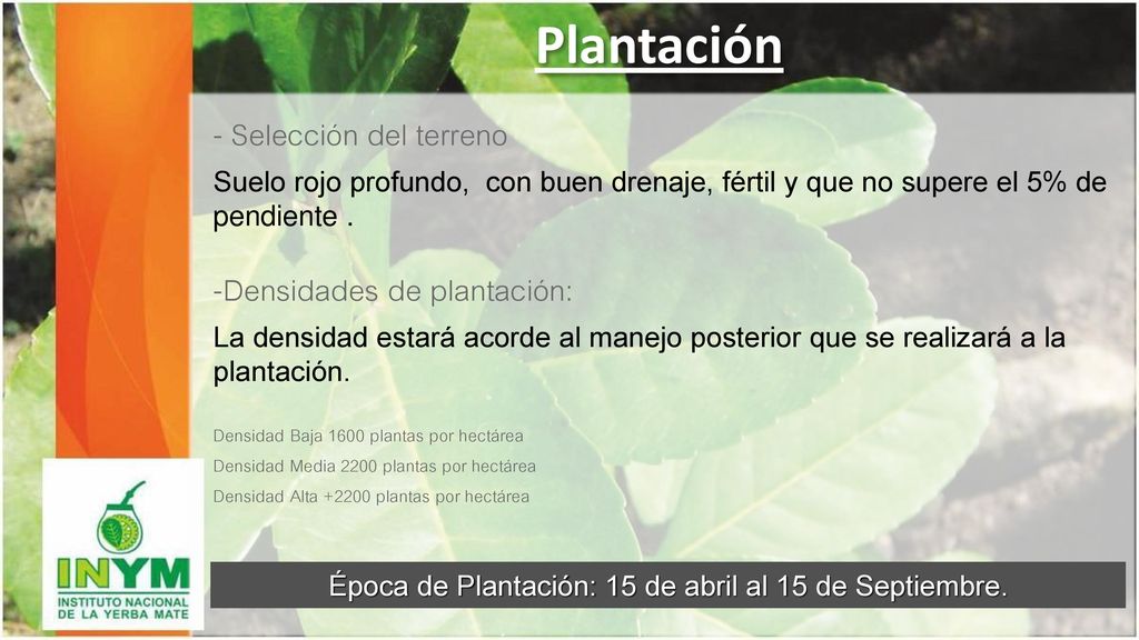 Época de Plantación: 15 de abril al 15 de Septiembre.