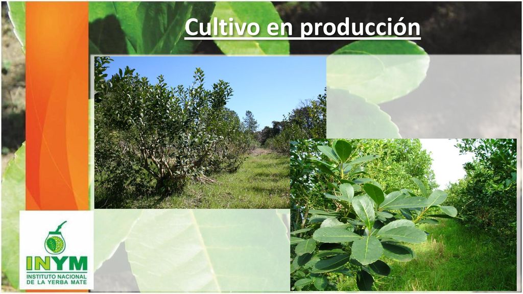 Cultivo en producción