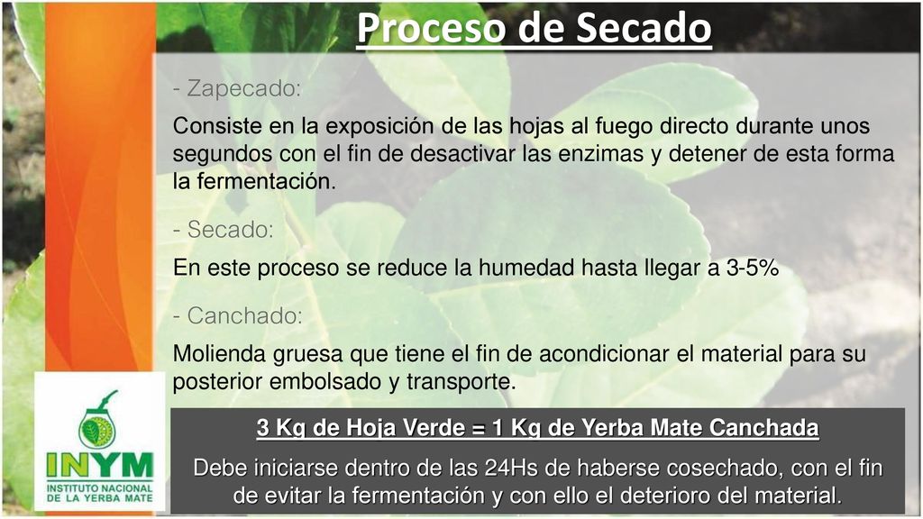 3 Kg de Hoja Verde = 1 Kg de Yerba Mate Canchada