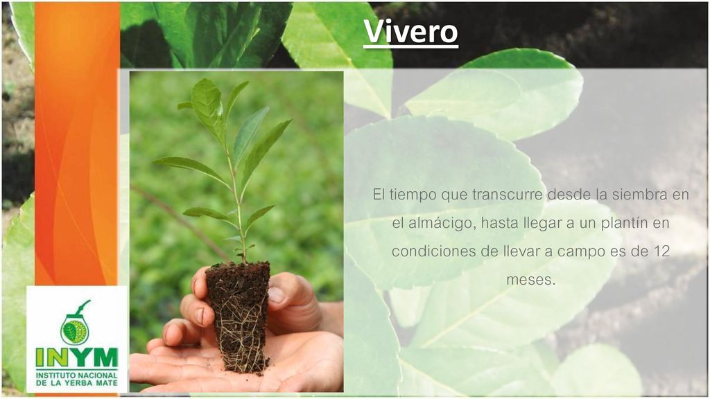 Vivero El tiempo que transcurre desde la siembra en el almácigo, hasta llegar a un plantín en condiciones de llevar a campo es de 12 meses.