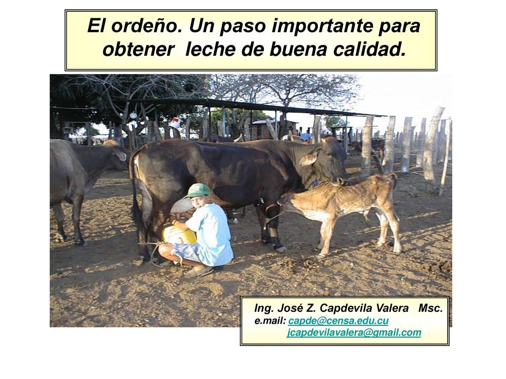 El ordeño. Un paso importante para obtener leche de buena calidad.