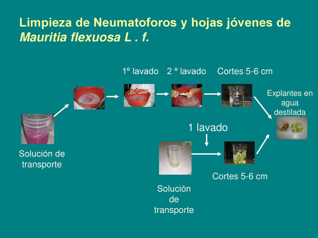 Limpieza de Neumatoforos y hojas jóvenes de Mauritia flexuosa L . f.