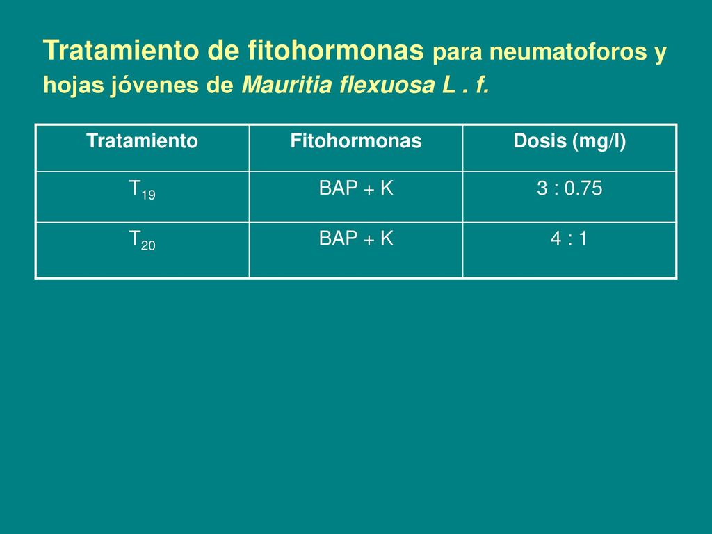 Tratamiento de fitohormonas para neumatoforos y hojas jóvenes de Mauritia flexuosa L . f.