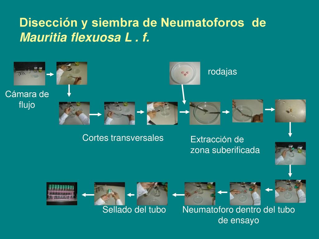 Disección y siembra de Neumatoforos de Mauritia flexuosa L . f.