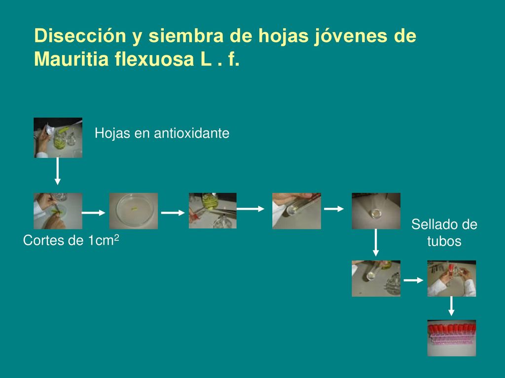 Disección y siembra de hojas jóvenes de Mauritia flexuosa L . f.