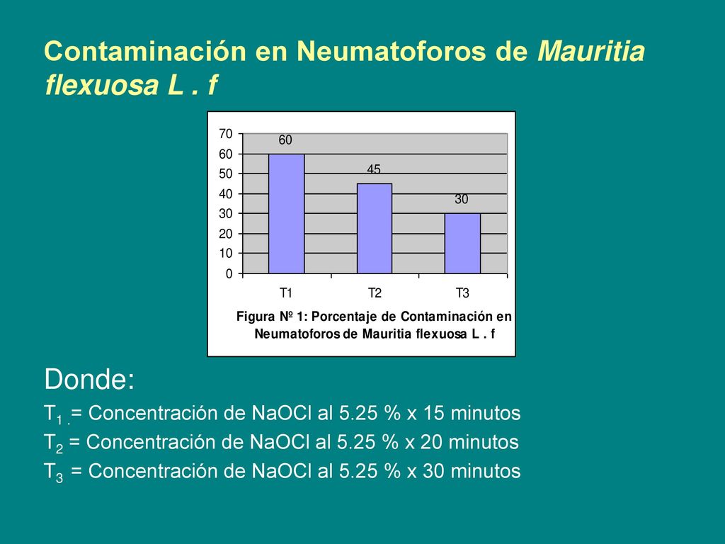 Contaminación en Neumatoforos de Mauritia flexuosa L . f