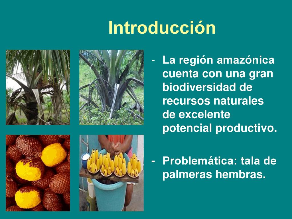 Introducción La región amazónica cuenta con una gran biodiversidad de recursos naturales de excelente potencial productivo.