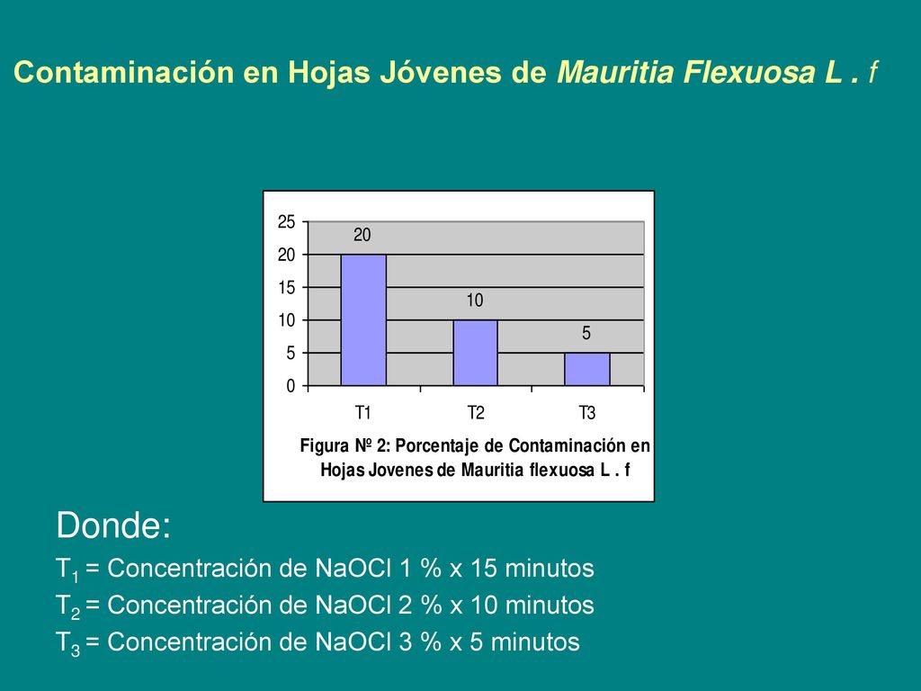 Contaminación en Hojas Jóvenes de Mauritia Flexuosa L . f