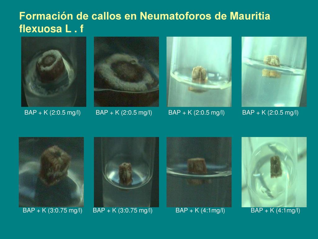 Formación de callos en Neumatoforos de Mauritia flexuosa L . f