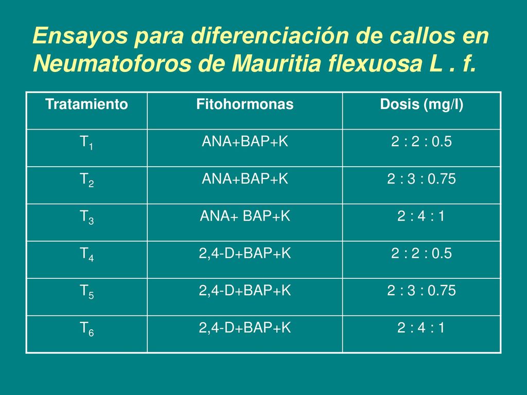 Ensayos para diferenciación de callos en Neumatoforos de Mauritia flexuosa L . f.