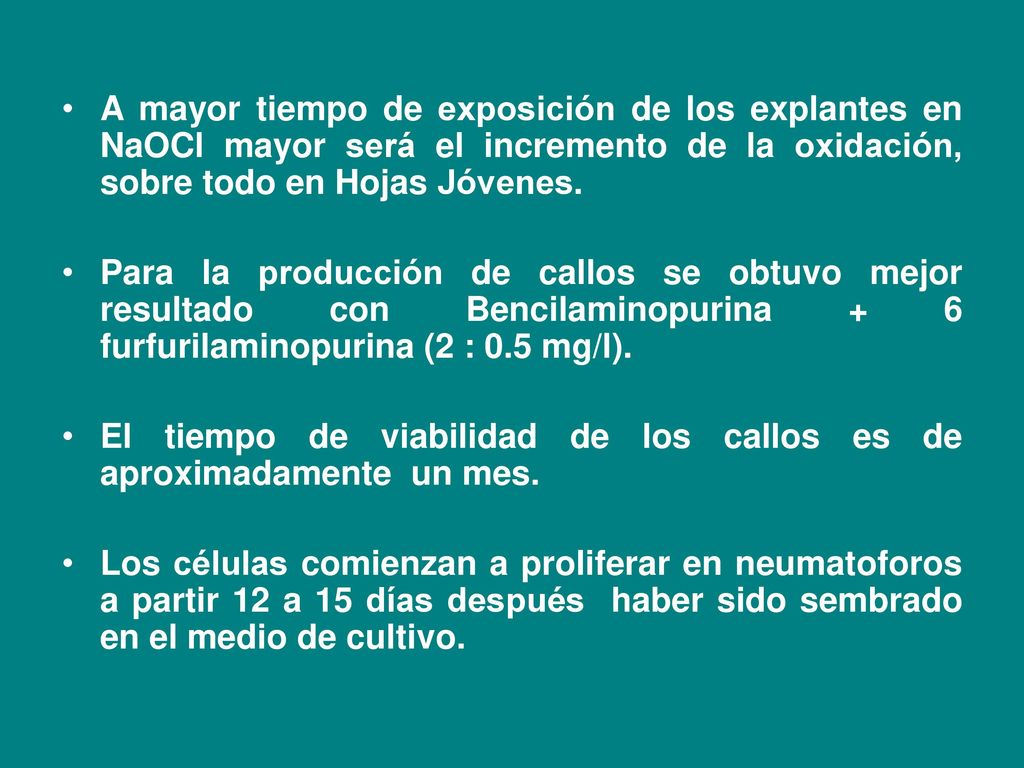 A mayor tiempo de exposición de los explantes en NaOCl mayor será el incremento de la oxidación, sobre todo en Hojas Jóvenes.
