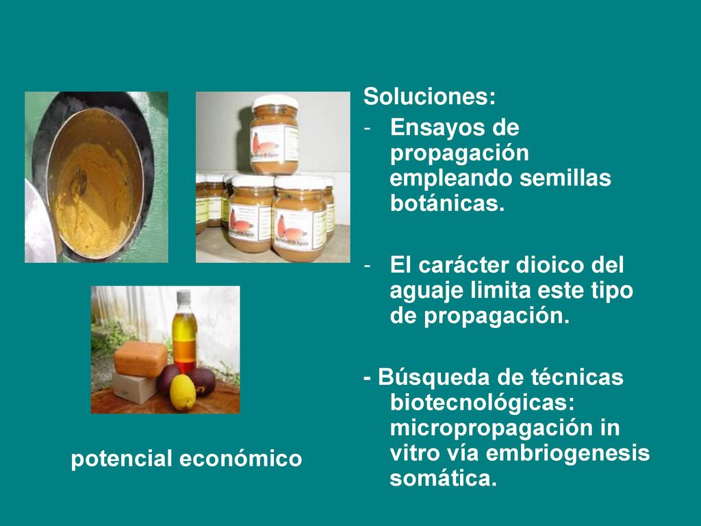 Soluciones: Ensayos de propagación empleando semillas botánicas. El carácter dioico del aguaje limita este tipo de propagación.