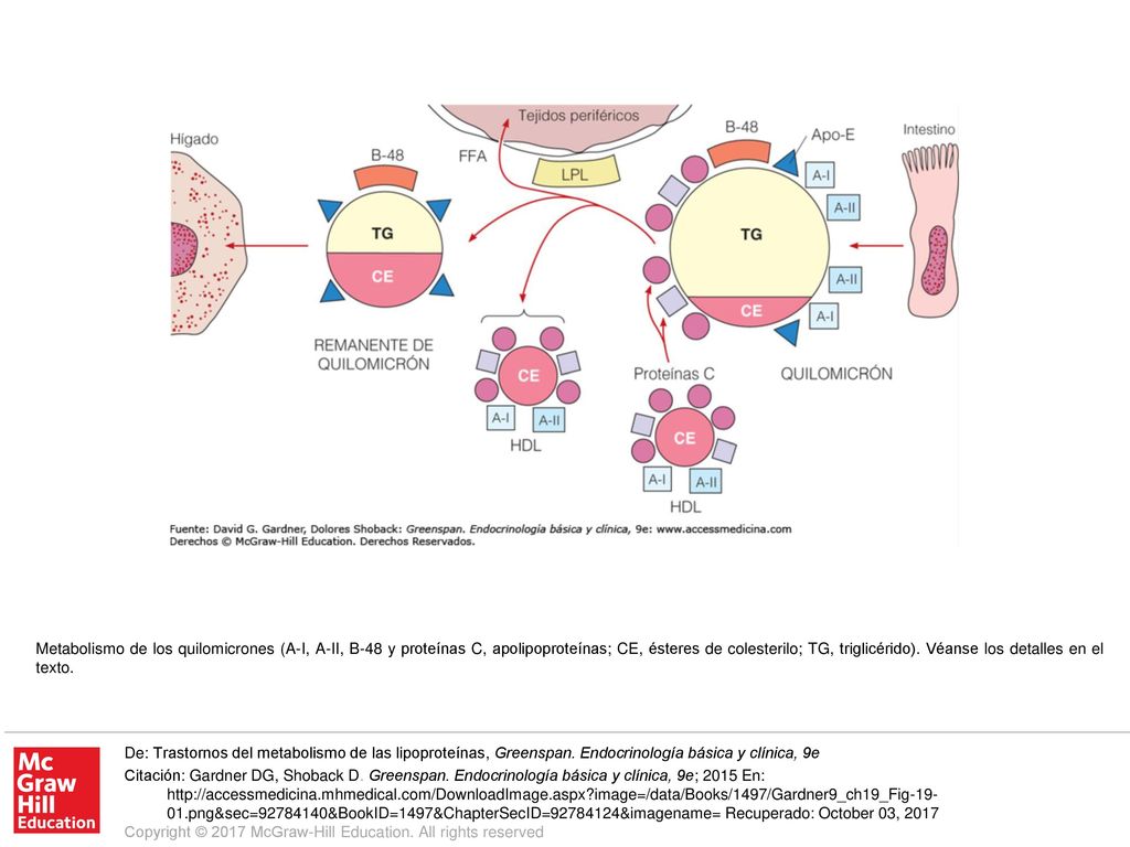 Metabolismo de los quilomicrones (A-I, A-II, B-48 y proteínas C, apolipoproteínas; CE, ésteres de colesterilo; TG, triglicérido). Véanse los detalles en el texto.