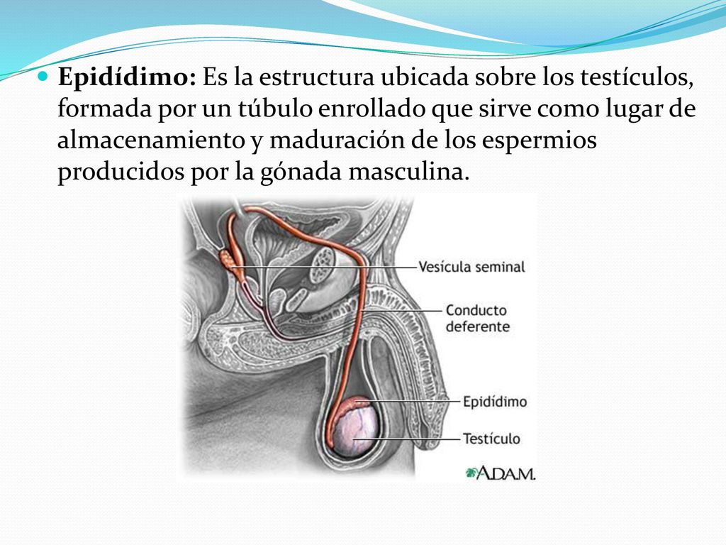 Epidídimo: Es la estructura ubicada sobre los testículos, formada por un túbulo enrollado que sirve como lugar de almacenamiento y maduración de los espermios producidos por la gónada masculina.