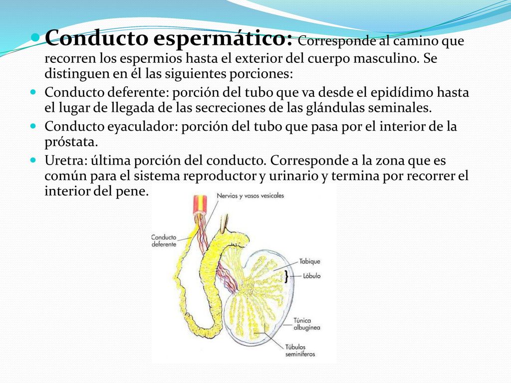 Conducto espermático: Corresponde al camino que recorren los espermios hasta el exterior del cuerpo masculino. Se distinguen en él las siguientes porciones: