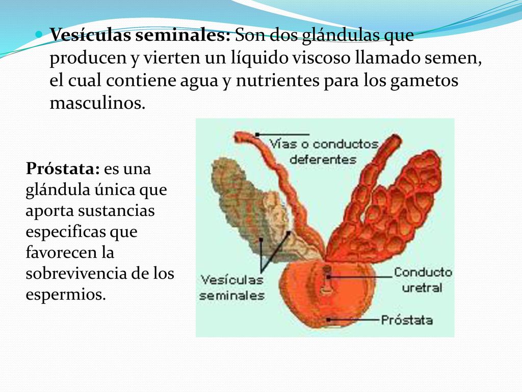 Vesículas seminales: Son dos glándulas que producen y vierten un líquido viscoso llamado semen, el cual contiene agua y nutrientes para los gametos masculinos.