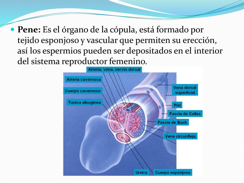 Pene: Es el órgano de la cópula, está formado por tejido esponjoso y vascular que permiten su erección, así los espermios pueden ser depositados en el interior del sistema reproductor femenino.