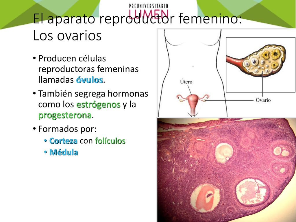 El aparato reproductor femenino: Los ovarios