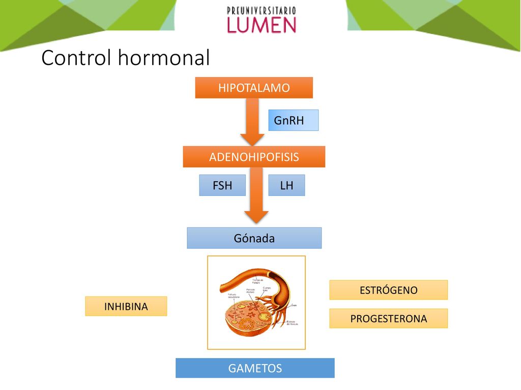 Control hormonal HIPOTALAMO GnRH ADENOHIPOFISIS FSH LH Gónada GAMETOS