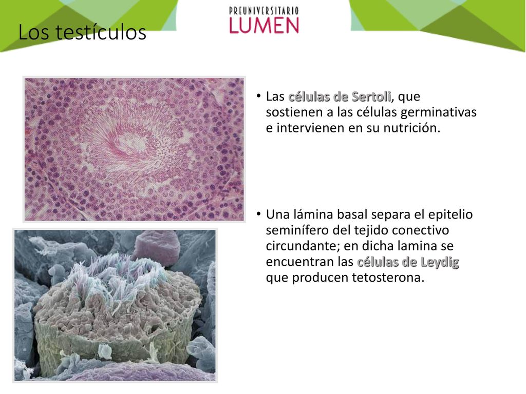 Los testículos Las células de Sertoli, que sostienen a las células germinativas e intervienen en su nutrición.