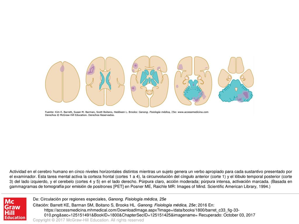 Actividad en el cerebro humano en cinco niveles horizontales distintos mientras un sujeto genera un verbo apropiado para cada sustantivo presentado por el examinador. Esta tarea mental activa la corteza frontal (cortes 1 a 4), la circunvolución del cíngulo anterior (corte 1) y el lóbulo temporal posterior (corte 3) del lado izquierdo, y el cerebelo (cortes 4 y 5) en el lado derecho. Púrpura claro, acción moderada; púrpura intensa, activación marcada. (Basada en gammagramas de tomografía por emisión de positrones [PET] en Posner ME, Raichle MR: Images of Mind. Scientific American Library, 1994.)