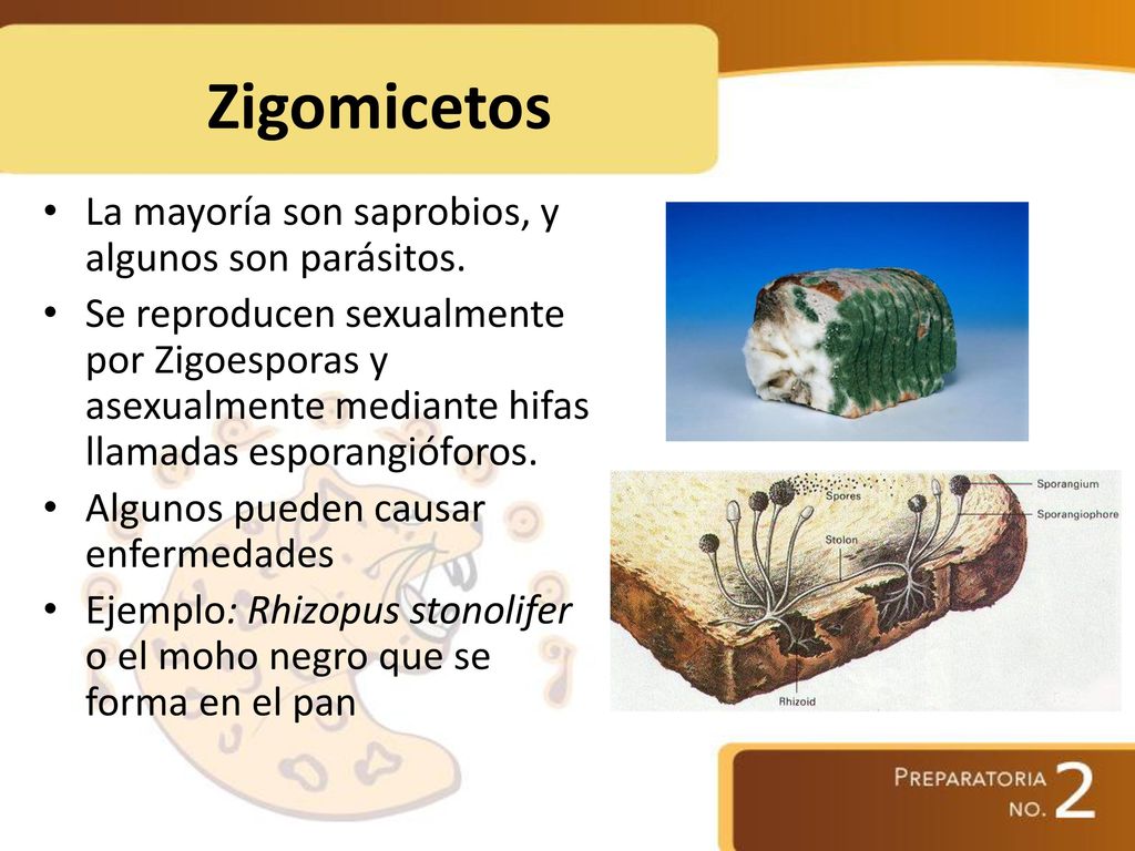 Zigomicetos La mayoría son saprobios, y algunos son parásitos.