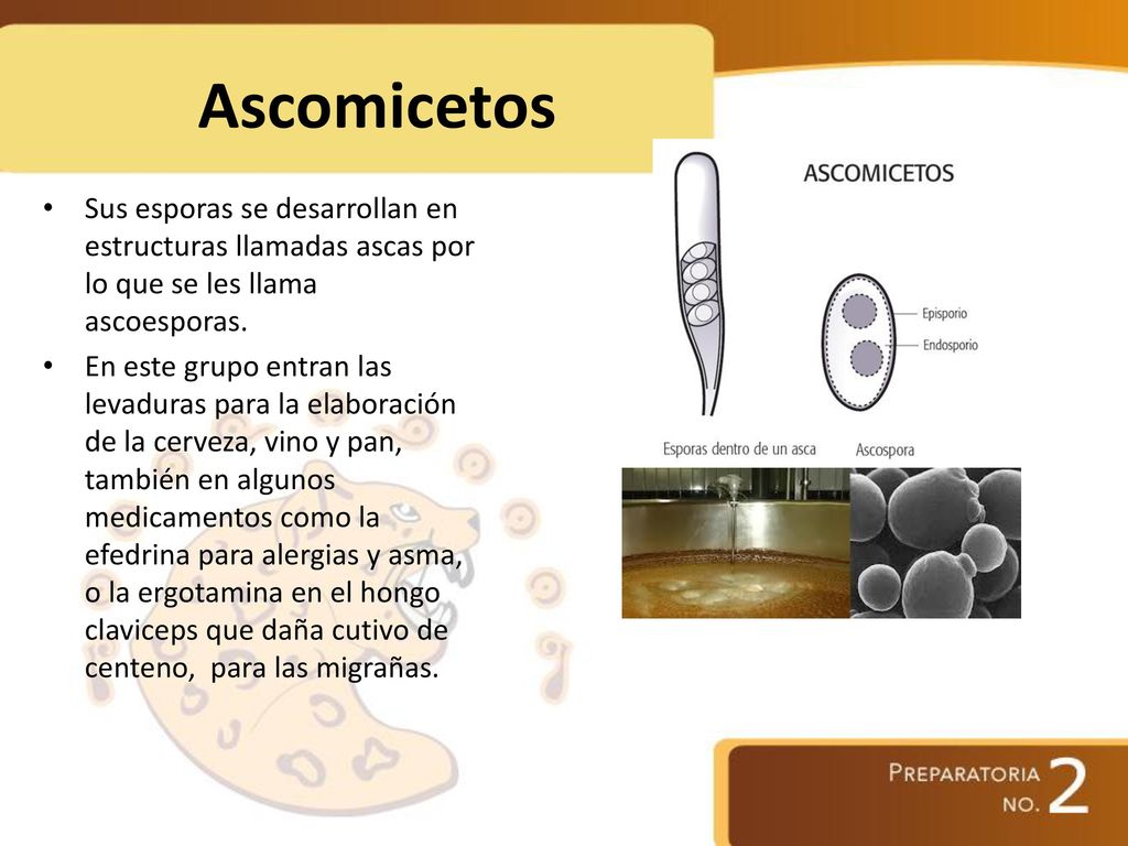 Ascomicetos Sus esporas se desarrollan en estructuras llamadas ascas por lo que se les llama ascoesporas.