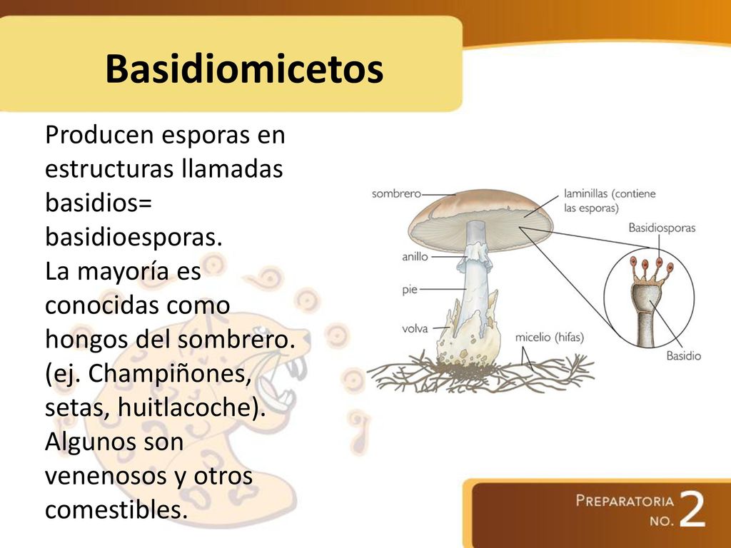 Basidiomicetos Producen esporas en estructuras llamadas basidios= basidioesporas.