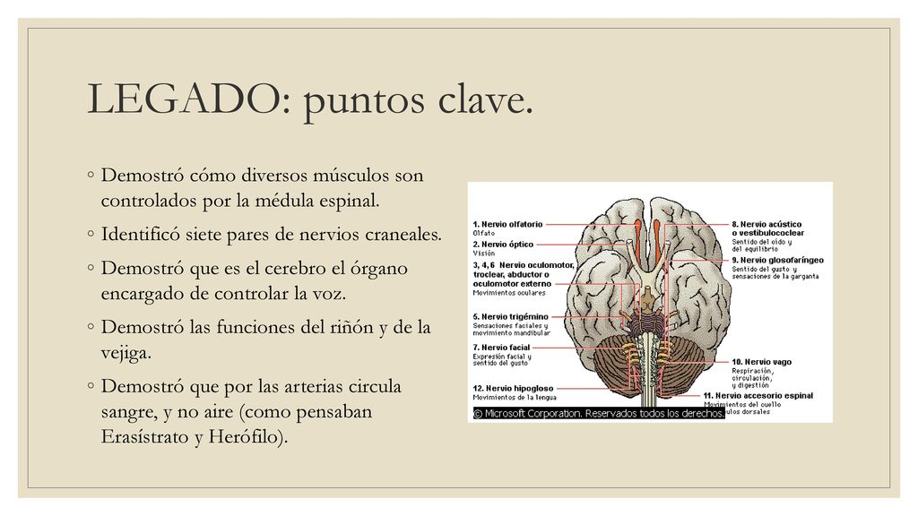 LEGADO: puntos clave. Demostró cómo diversos músculos son controlados por la médula espinal. Identificó siete pares de nervios craneales.