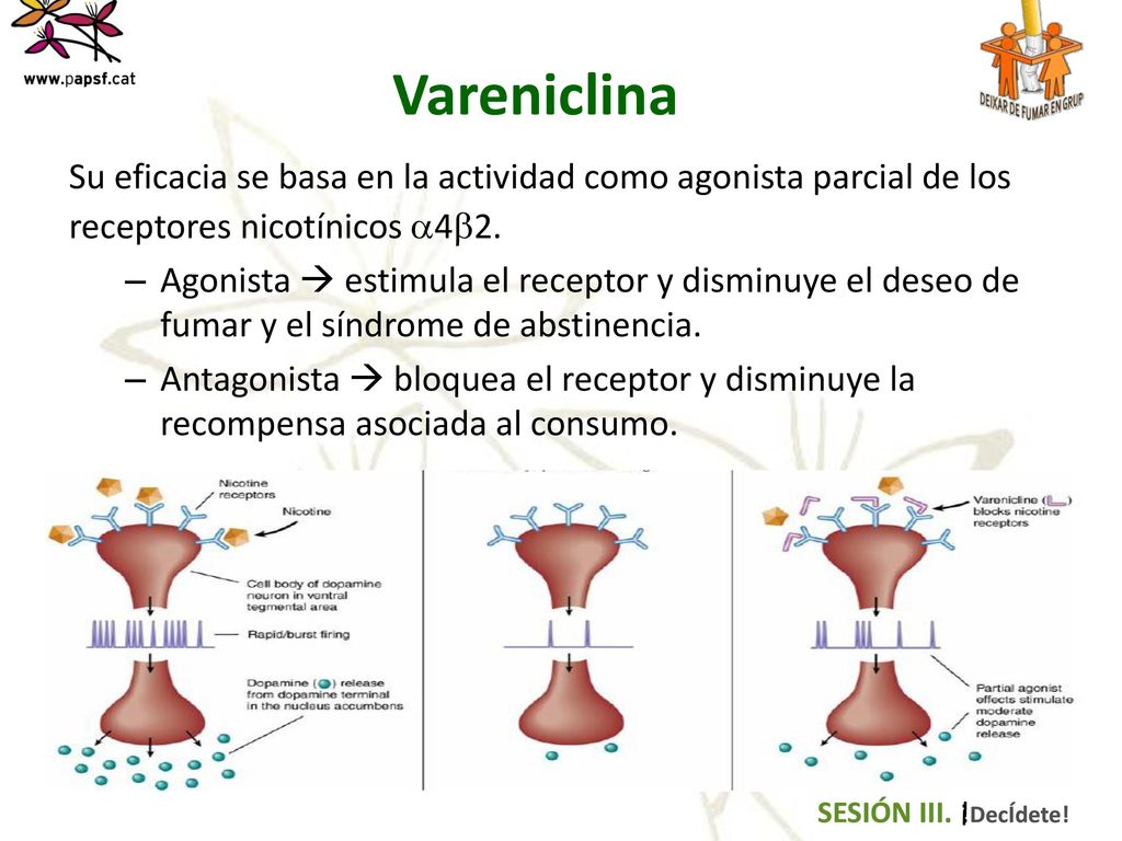 Vareniclina Su eficacia se basa en la actividad como agonista parcial de los. receptores nicotínicos 42.