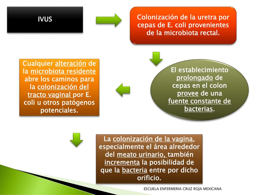 IVUS Colonización de la uretra por cepas de E. coli provenientes de la microbiota rectal.