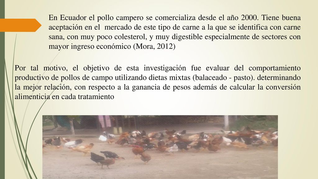 En Ecuador el pollo campero se comercializa desde el año 2000