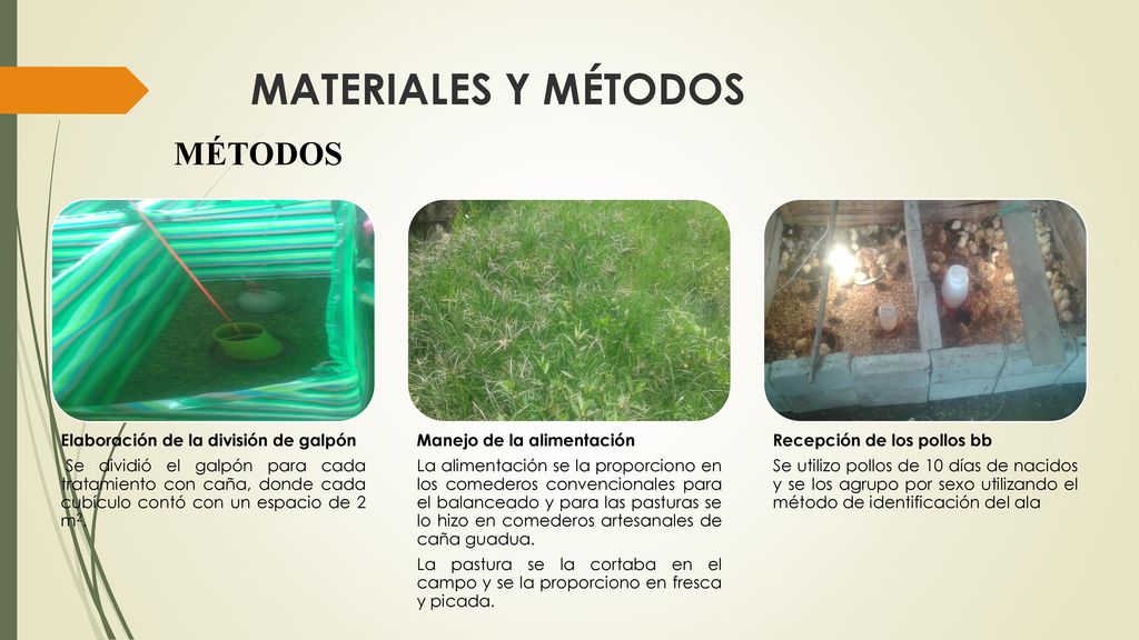 MATERIALES Y MÉTODOS MÉTODOS Elaboración de la división de galpón