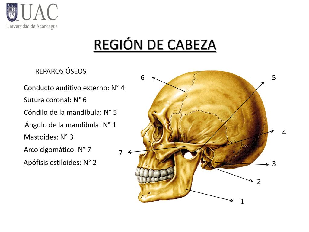 REGIÓN DE CABEZA REPAROS ÓSEOS 6 5 Conducto auditivo externo: N° 4