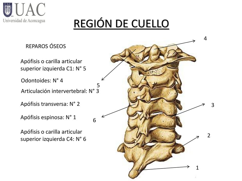 REGIÓN DE CUELLO 4 REPAROS ÓSEOS Apófisis o carilla articular