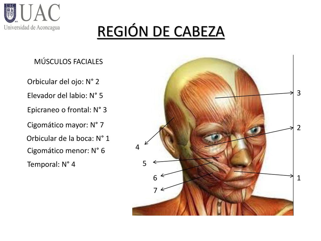REGIÓN DE CABEZA MÚSCULOS FACIALES Orbicular del ojo: N° 2 3