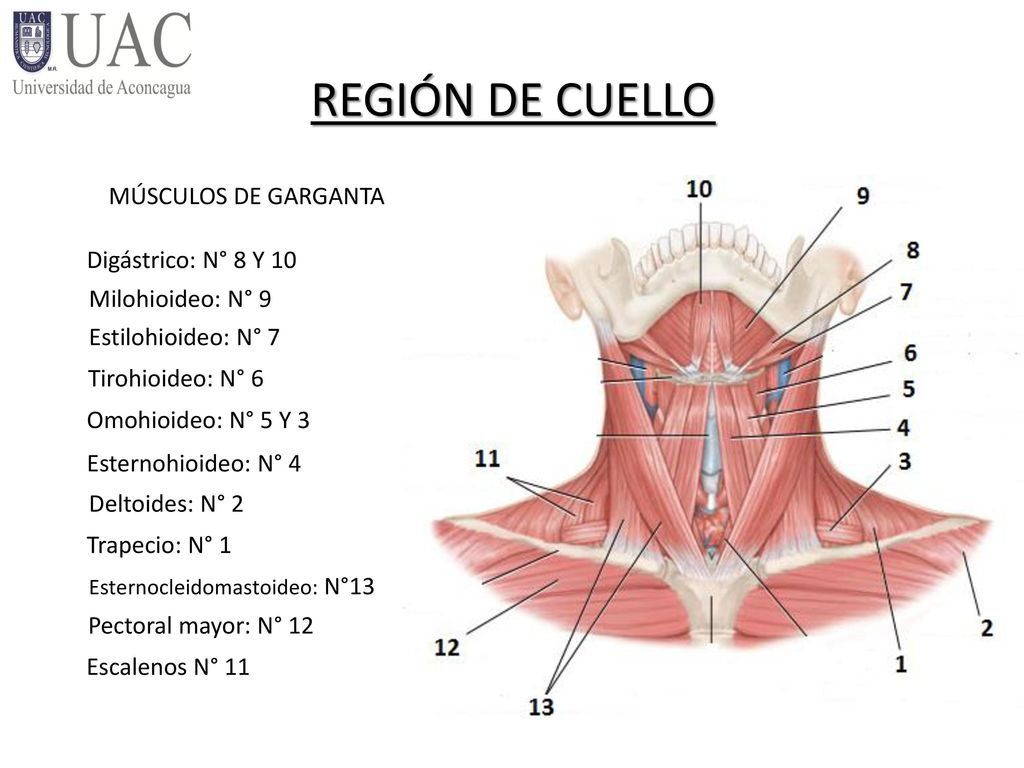 REGIÓN DE CUELLO MÚSCULOS DE GARGANTA Digástrico: N° 8 Y 10
