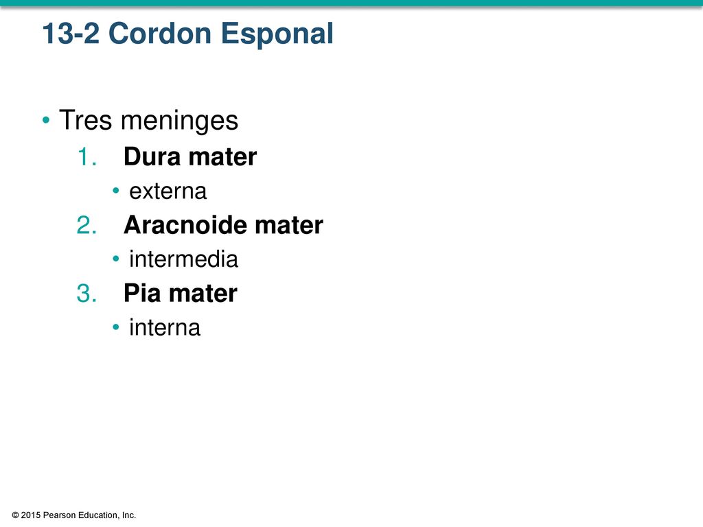 13-2 Cordon Esponal Tres meninges Dura mater Aracnoide mater Pia mater