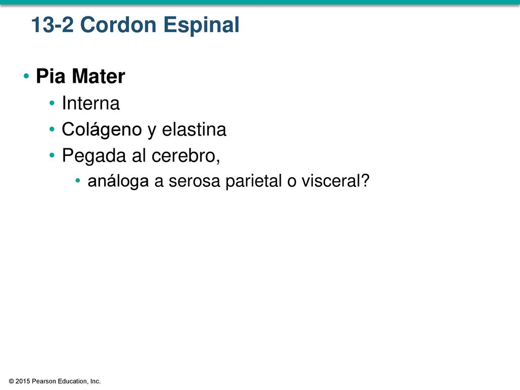 13-2 Cordon Espinal Pia Mater Interna Colágeno y elastina