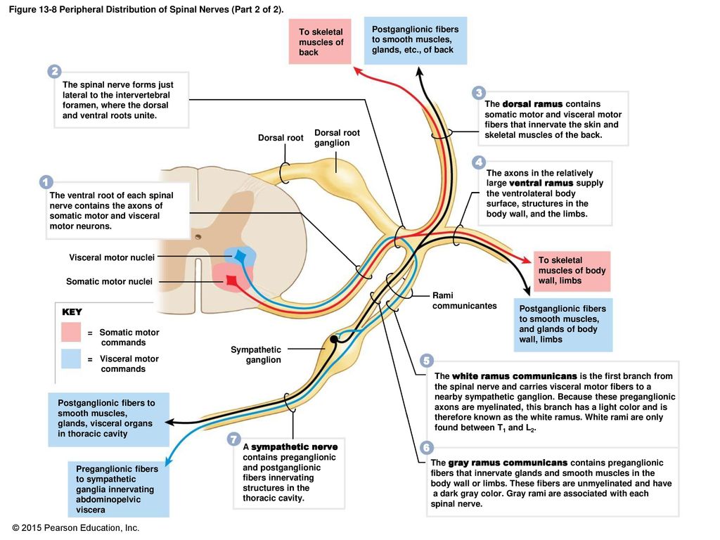 Figure 13-8 Peripheral Distribution of Spinal Nerves (Part 2 of 2).
