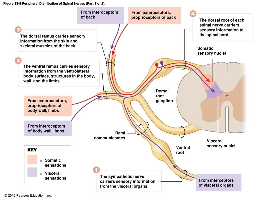 Figure 13-8 Peripheral Distribution of Spinal Nerves (Part 1 of 2).